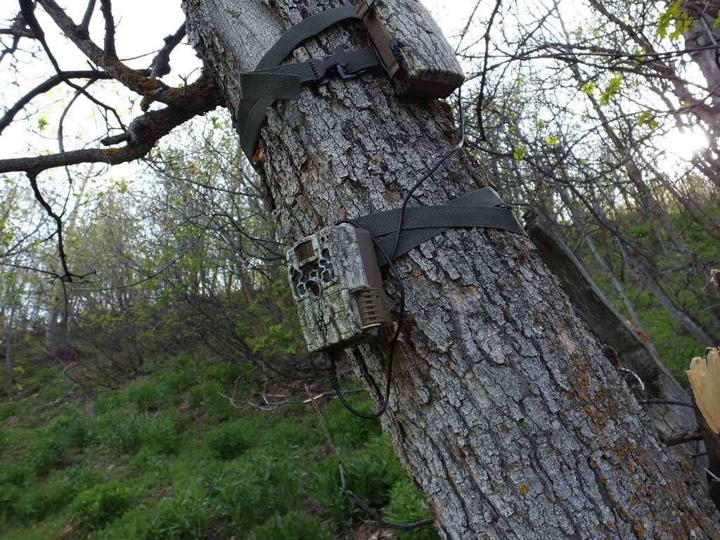 trick for trail camera