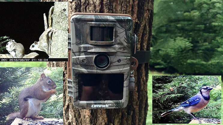 Campark Trail Camera Review