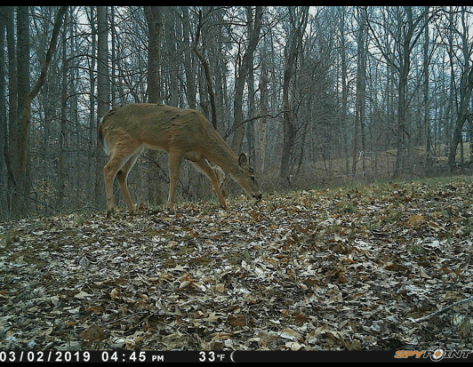 fastest trigger speed trail camera